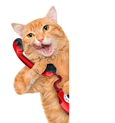Cat Microphone Stock Photos Pictures And Royalty Free Images Istock