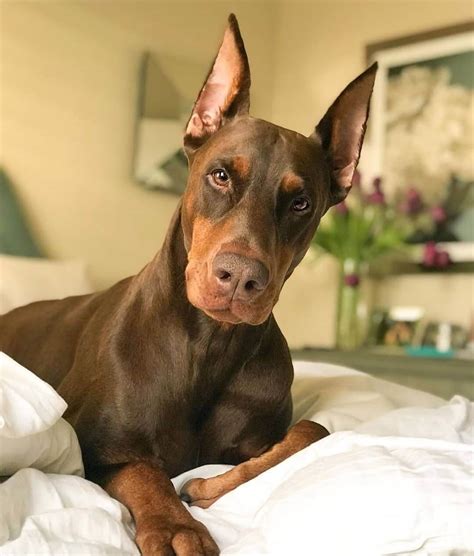 14 Pictures Only Doberman Owners Will Think Are Funny