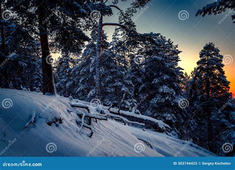Winter Landscape With Forest Trees And Sunrise Winterly Morning Of A