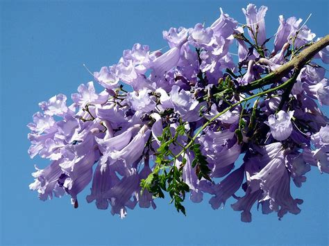 Dimopoulos has painted trees blue in galveston and houston, texas, as well as gainesville and jacksonville, florida. Catania - Jacaranda mimosifolia (Flowering tree) | The ...