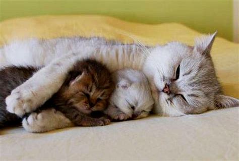 10 Cats That Really Need Hugs The Dashburst Blog