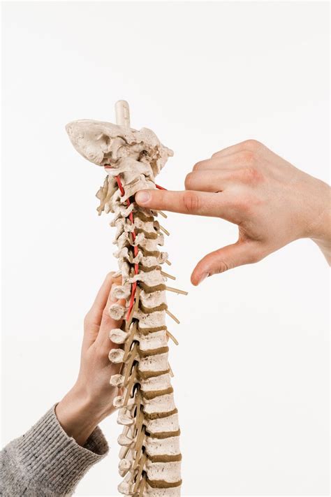 Premium Photo Spinal Column Or Backbone Model With Bones Muscles