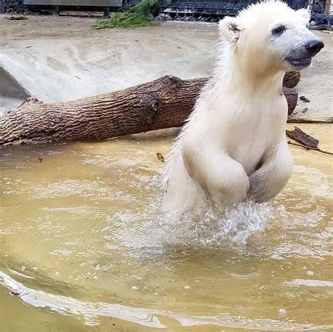 Polar Bear Cubs Takeover The Columbus Zoo Wsyx