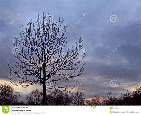 Tree Silhouette Against A Winter Sunset Stock Image