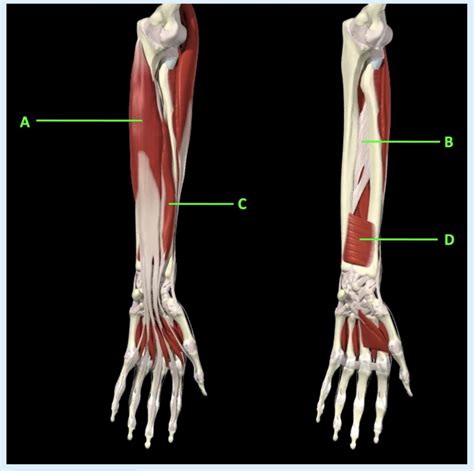 Deep Anterior Forearm Muscles 2b Diagram Quizlet