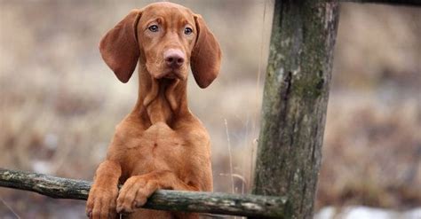 Click on the name of the breed for a complete description of the breed. Hungarian Magyar Vizsla portrait: Dog Breed Information ...
