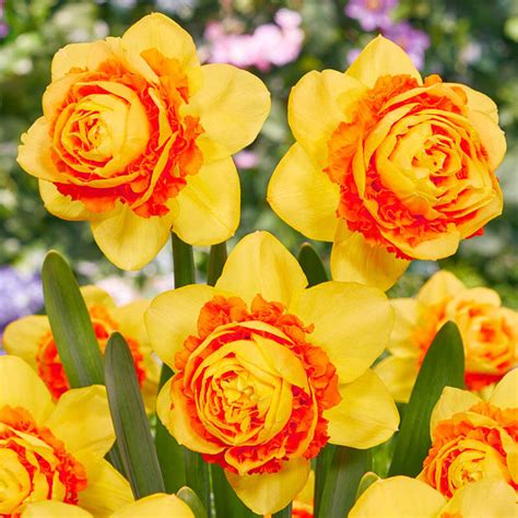 Buy Double Suade Daffodil Spring Bulbs For Sale Brecks