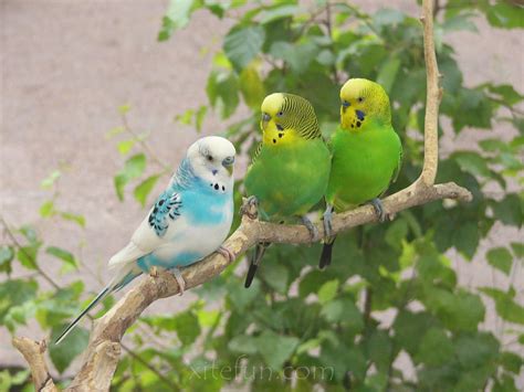 Beautiful Most Beautiful Birds