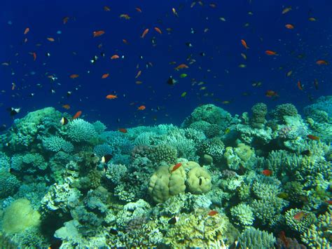 Fotos Gratis Oceano Buceo Submarino Biología Arrecife De Coral