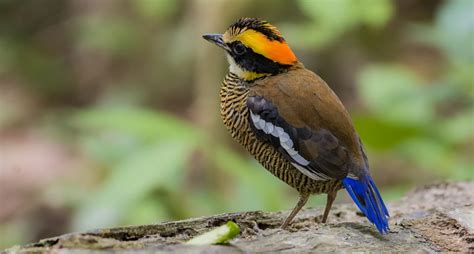 Best Places For Bird Watching In Sarawak Southeast Asia