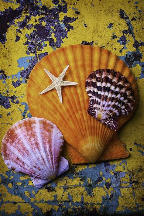 Sea Shells Seashell Painting Seashell Art Starfish Abstract