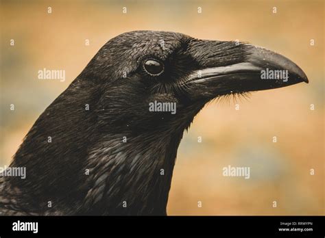Common Raven Corvus Corax Portrait Stock Photo Alamy