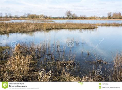 Wetland At Floodplains Forest Seen In Early Spring Stock Image Image
