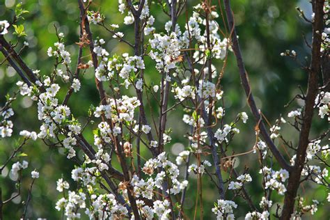 Tree With White Blossoms Free Stock Photo Public Domain Pictures