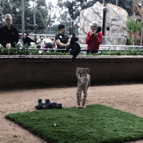 Happy Baby Animals  By San Diego Zoo Find And Share On Giphy