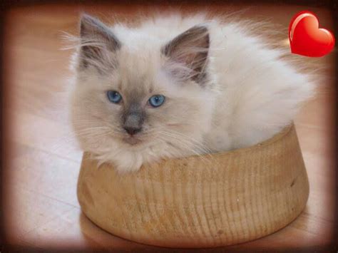 66 Best The Seal Point Birman Cats I Love Images On
