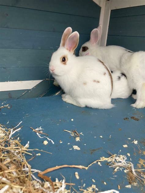 Baby Rabbits For Sale 8 Weeks Old In East London London Gumtree