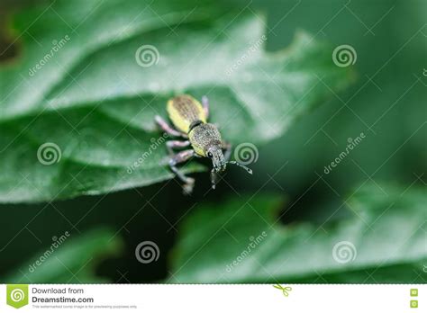 Little Bug Stock Image Image Of Leaf House Plant Closeup 72368803