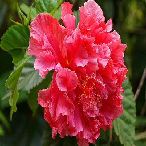 Hibiscus Red Double Flowering Shrubs Exotic Flora