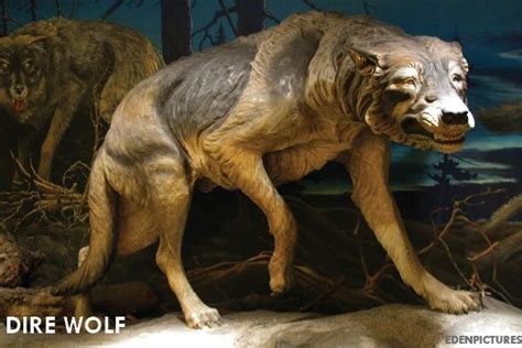 11 Extinct Animals You Didnt Know Were Iowan Extinct