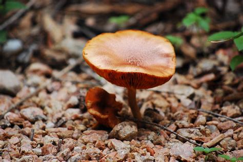 Shrooms Schulle Green Space San Marcos Tx Cinco De Mayo Flickr