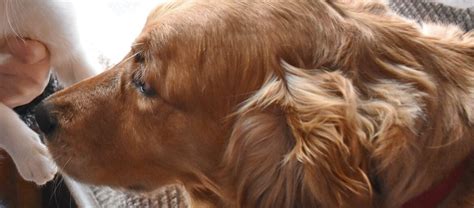 Why Is Your Golden Retriever Curly Or Wavy Causes And Solution