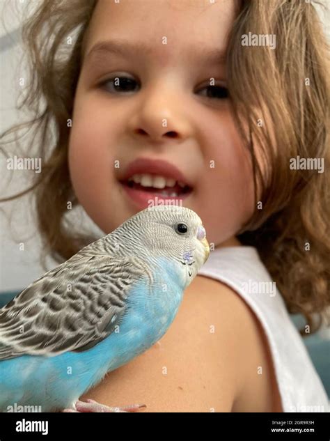 Smiling Budgie Hi Res Stock Photography And Images Alamy