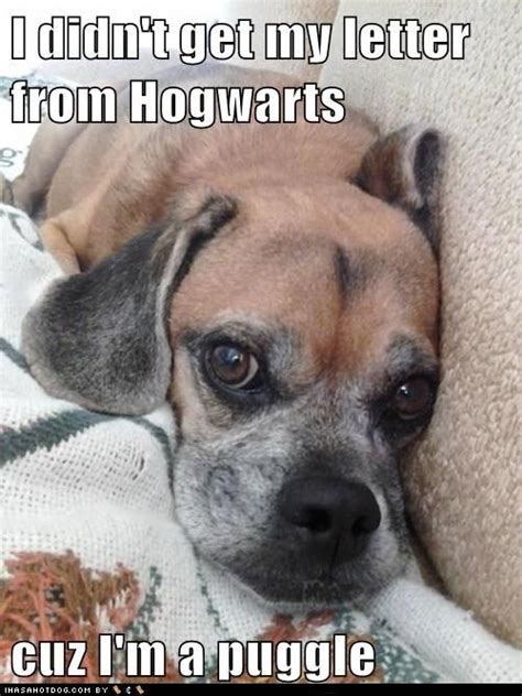 Puggles Funny Dog Pictures Puggle Dog Pictures