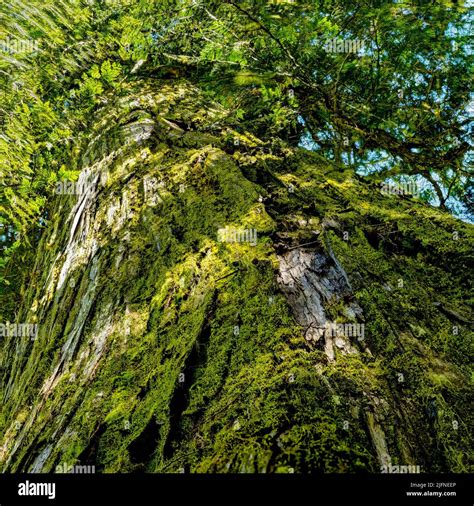 Looking Up Next To An Old Growth Cedar Tree Stock Photo Alamy