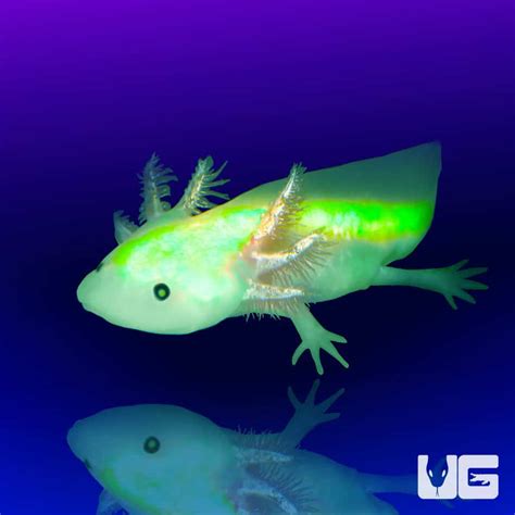 Glow Gfp Axolotl Ubicaciondepersonascdmxgobmx