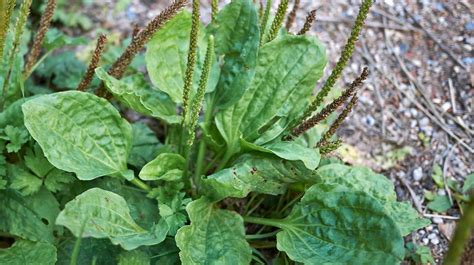 Plantain Weed Benefits Side Effects And Uses