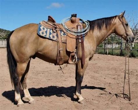 Whether you're competing in your little buster rodeo or needing to work your little buster cows, this realistic black quarter horse by little buster toys is sure to be a favorite addition to your collection! Buckskin Ranch Gelding for Sale - For more information click on the image or see ad # 38995 on ...