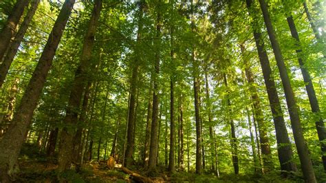 Indah Hijau Pinus Pohon Semak Latar Belakang Hutan Hd Desktop Wallpaper Layar Lebar Definisi