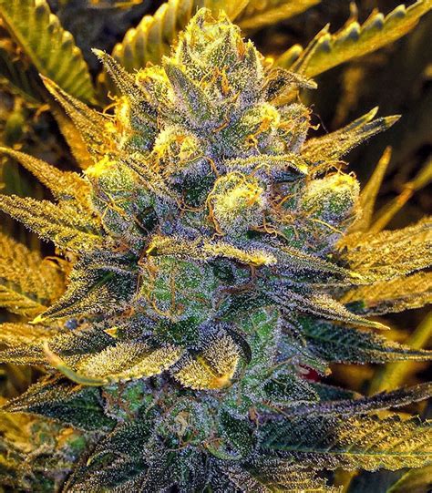 Buy Blue Cheese Feminized Seeds By Big Buddha Seeds Herbies