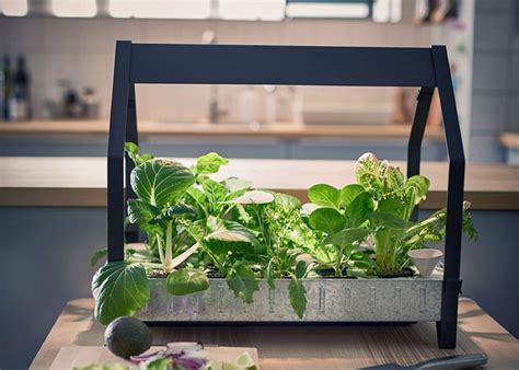 Starting last month, ikea began rolling out its hydroponic growing trays, shelves, and led lights in different markets. Ikea Indoor Garden : le jardin sans quitter la maison - Chasseurs de cool