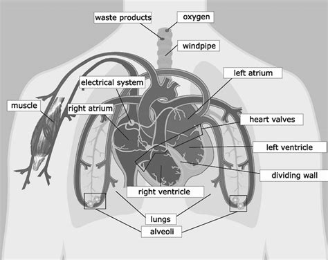 Labeled Diagram Of The Cardiovascular System Download Scientific Diagram