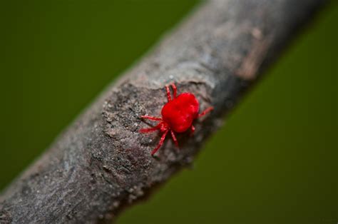 Spider mites are members of the acari (mite) family tetranychidae, which includes about 1,200 species. Red Spider Mite | Insects | Pinterest