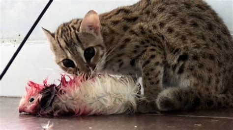 Live Feeding Asian Leopard Cat Youtube