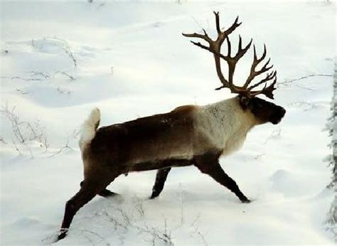 Working Together To Recover Boreal Caribou Species At Risk Public
