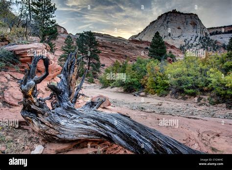 Zion National Park Is Located In The Southwestern United States Near