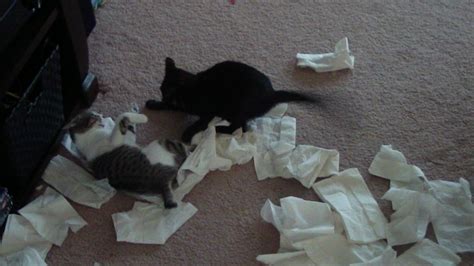 Ya Sleuth Monday Tip Dont Put A Box Of Tissues On The Floor When You