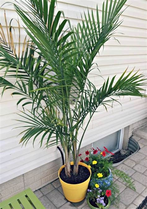 Indoor Palm Images Which Are The Typical Types Of Palm