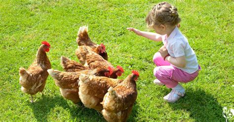 Raising Happy Chickens