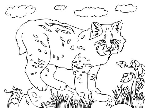Cute Bobcat Coloring Page Colouringpages