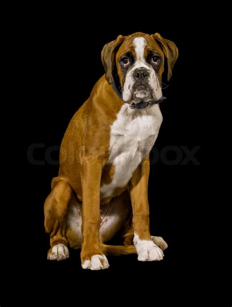 Boxer Dog Portrait Stock Image Colourbox