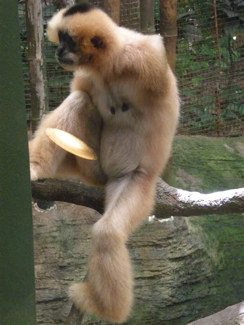 One Armed Gibbon With Big Nipples Julie Flickr