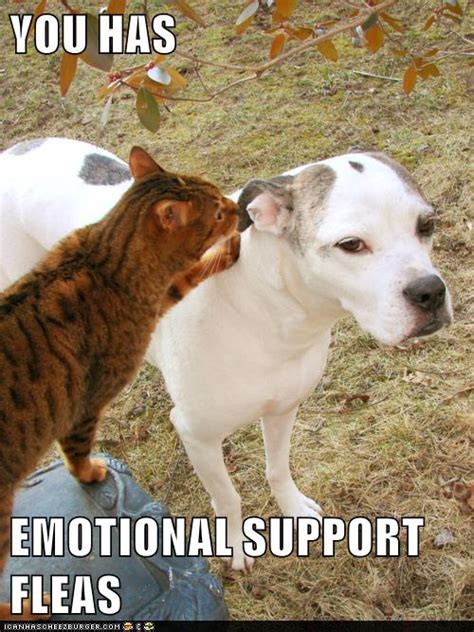 We were already at my wife's doctor visit when we asked about getting an emotional support animal, to which she wrote out a prescription for one to keep on file. YOU HAS EMOTIONAL SUPPORT FLEAS - Lolcats - lol | cat ...