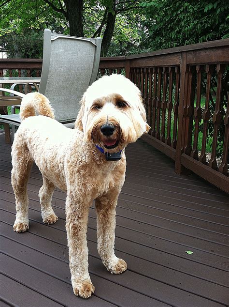 Like My Summer Haircut Goldendoodle Goldendoodle Puppy Labradoodle