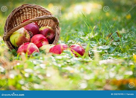 Basket Of Apples Stock Image Image Of Picnic Braided 25070195