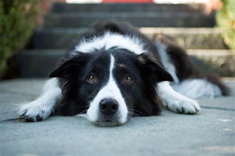 Stages of bladder cancer in dogs. Bladder Cancer In Dogs - Symptoms, Diagnosis, Treatment ...